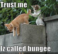 Lolcats bungee