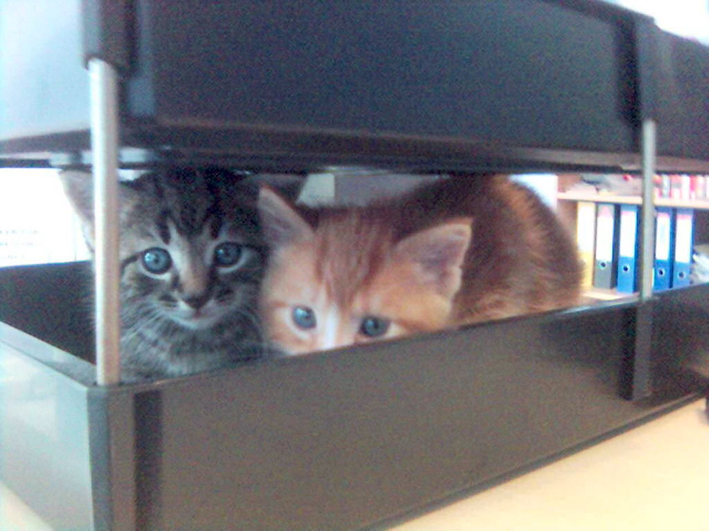 Two kittens in an in-tray